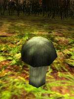 Tmav houba