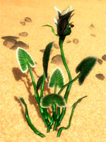 Wolfweed