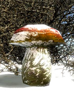 Demonní houba